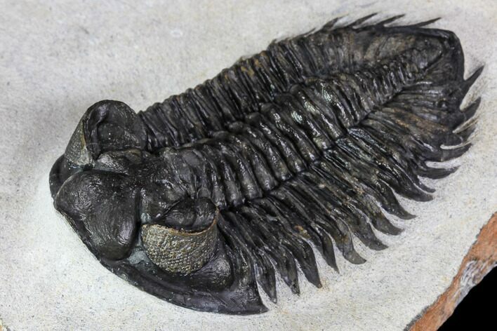 Coltraneia Trilobite Fossil - Huge Faceted Eyes #106982